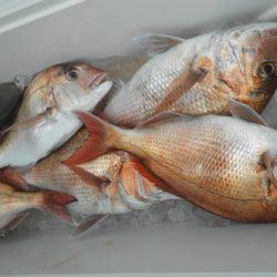 こうゆう丸 釣果