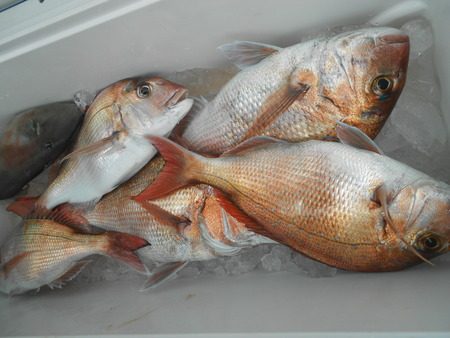 こうゆう丸 釣果