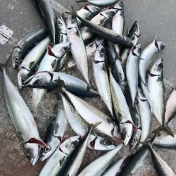 へいみつ丸 釣果