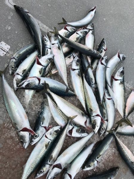 へいみつ丸 釣果