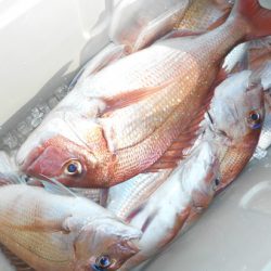 こうゆう丸 釣果