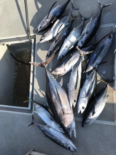 へいみつ丸 釣果