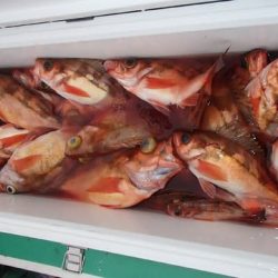 第二むつ漁丸 釣果