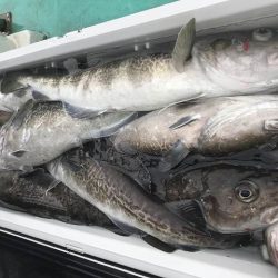 広進丸 釣果