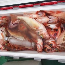 第二むつ漁丸 釣果