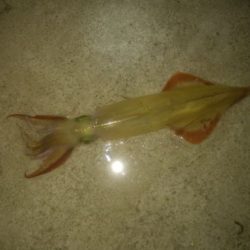 2月やりいかエギング釣行記【きた氏連載 vol.7】