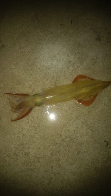 2月やりいかエギング釣行記【きた氏連載 vol.7】