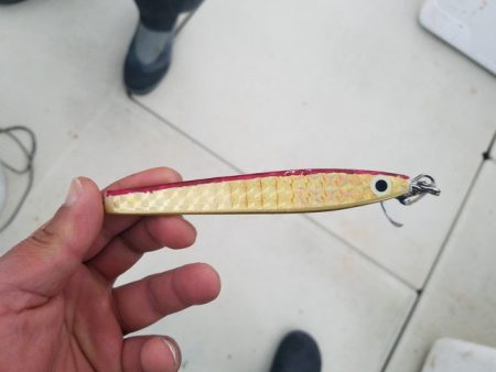 遊漁船 ニライカナイ 釣果