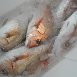 こうゆう丸 釣果