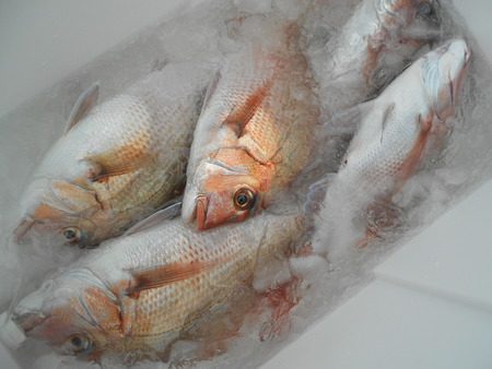 こうゆう丸 釣果