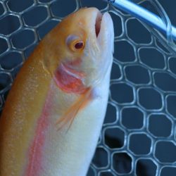 小菅トラウトガーデン 釣果