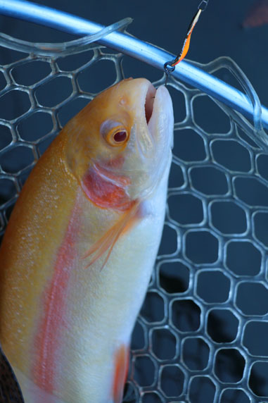 小菅トラウトガーデン 釣果