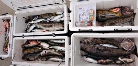 気仙沼　つり丸 釣果