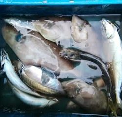松福丸 釣果
