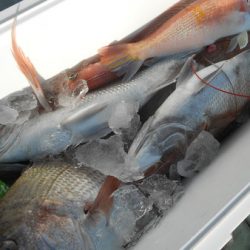 こうゆう丸 釣果