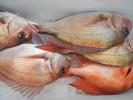 こうゆう丸 釣果