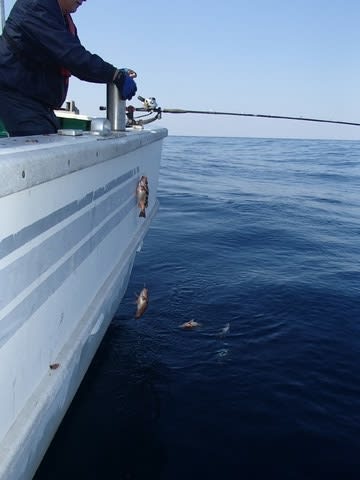 第二むつ漁丸 釣果