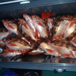 第二むつ漁丸 釣果