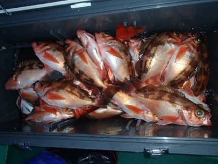 第二むつ漁丸 釣果