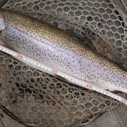 フィッシングレイクたかみや 釣果