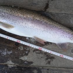 フィッシングレイクたかみや 釣果