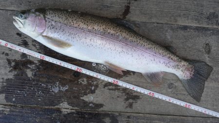 フィッシングレイクたかみや 釣果