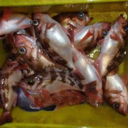 第二むつ漁丸 釣果