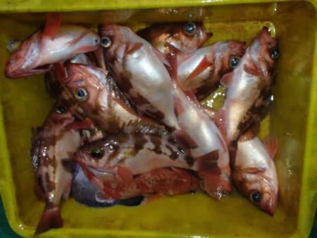 第二むつ漁丸 釣果