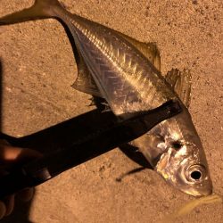 がまかつ ラグゼ（LUXXE）宵姫アジング・メバリング　ピッコロ様のインプレ！