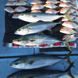 清和丸 釣果