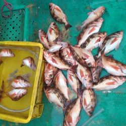 第二むつ漁丸 釣果