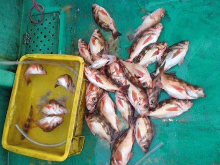 第二むつ漁丸 釣果