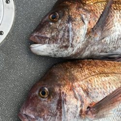 へいみつ丸 釣果