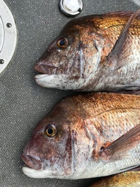 へいみつ丸 釣果