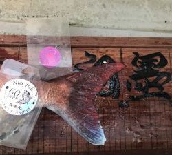 白墨丸 釣果