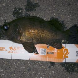 ナダ(nada)　コリーでプラッキングメバル釣行！コリーのモニター釣男様インプレ！