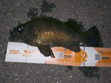 ナダ(nada)　コリーでプラッキングメバル釣行！コリーのモニター釣男様インプレ！