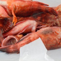 HARUKA丸 はるかまる 釣果