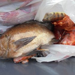 HARUKA丸 はるかまる 釣果