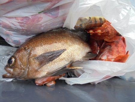 HARUKA丸 はるかまる 釣果