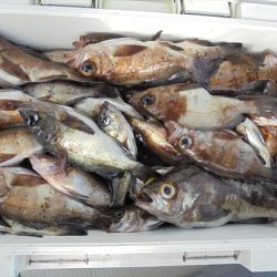 HARUKA丸 はるかまる 釣果