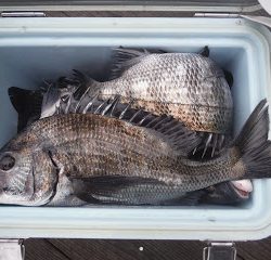 バラモン1号 釣果