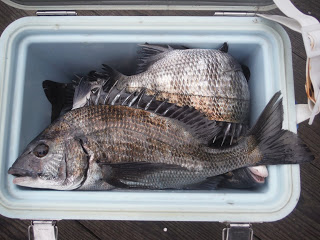 バラモン1号 釣果