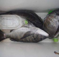 バラモン1号 釣果