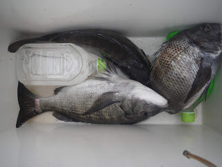 バラモン1号 釣果