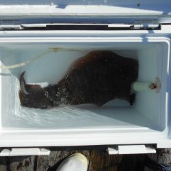 こかわ渡船　雅丸 釣果