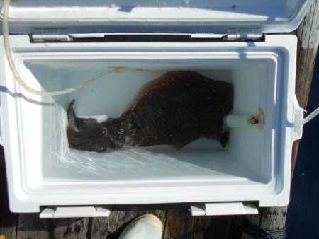 こかわ渡船　雅丸 釣果