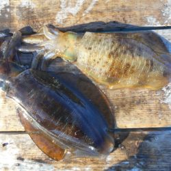 こかわ渡船　雅丸 釣果