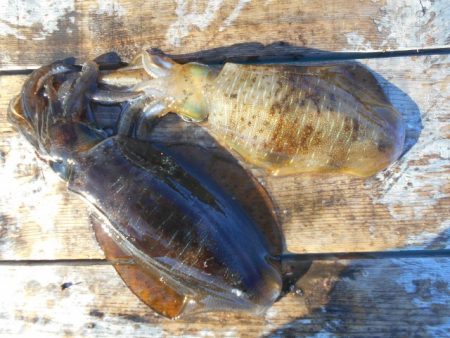 こかわ渡船　雅丸 釣果