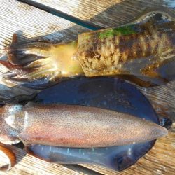 こかわ渡船　雅丸 釣果